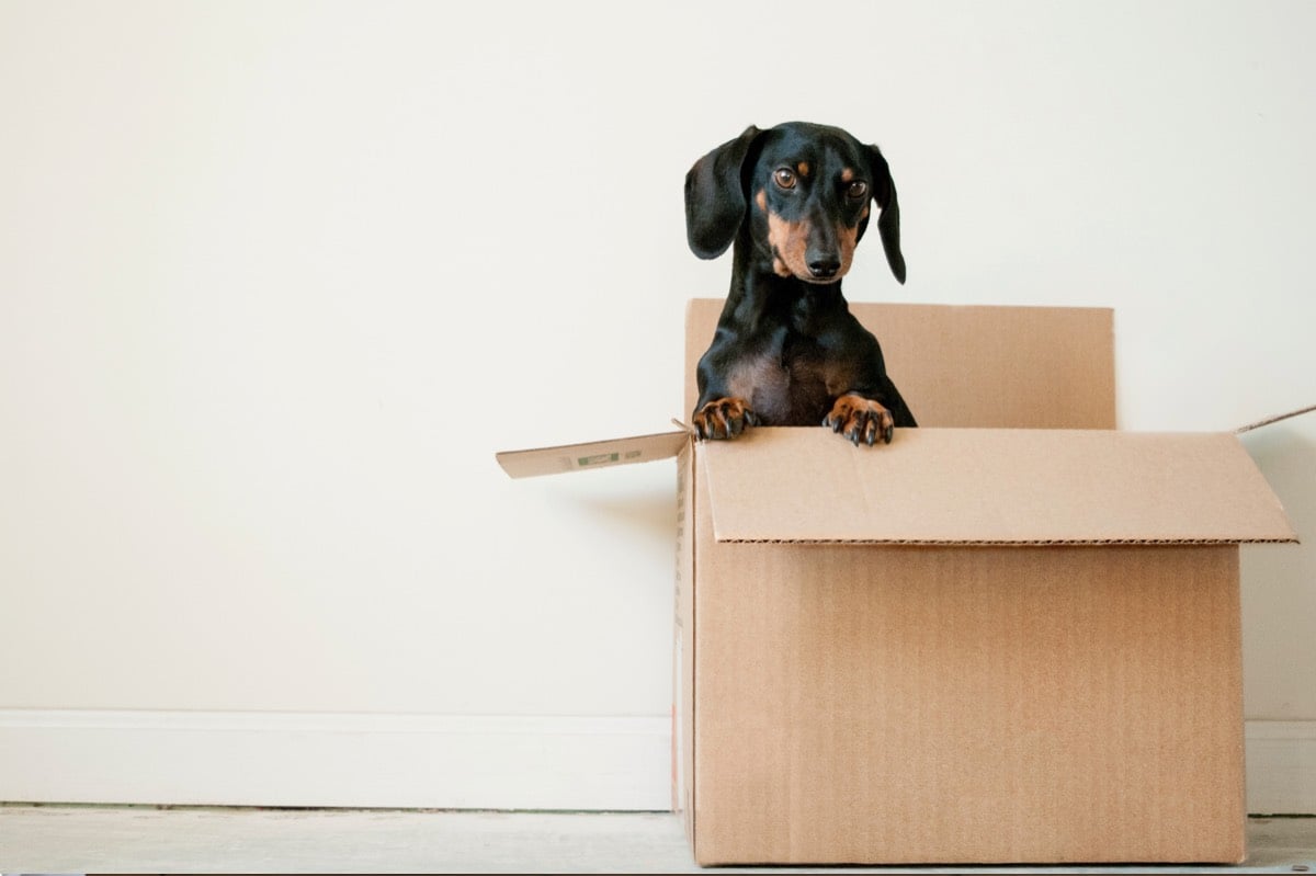 Blog Inset - Moving, dog in box