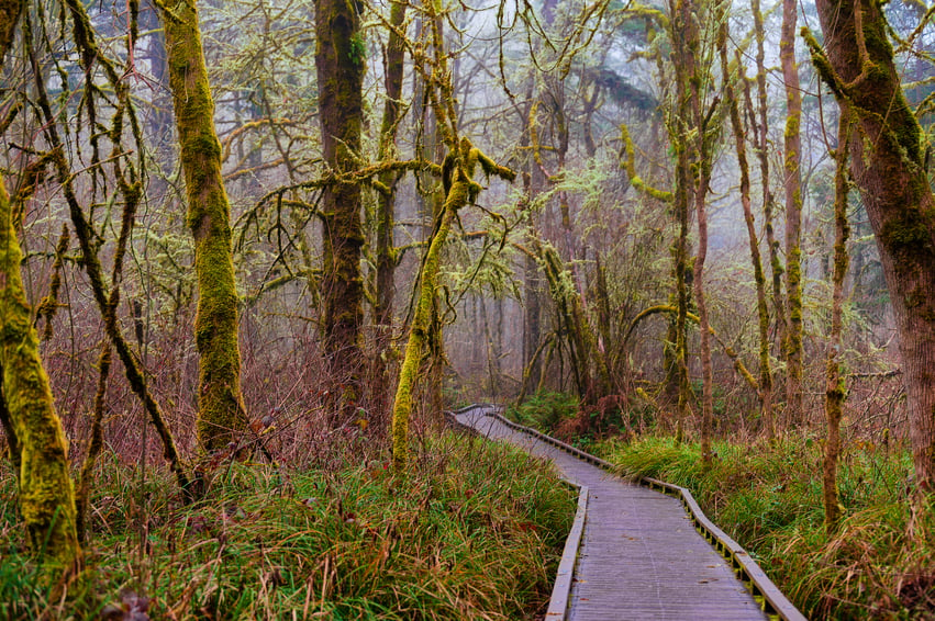 Tualatin Hills Nature Park - walking path